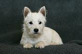 5. Westie Quatre mois 003